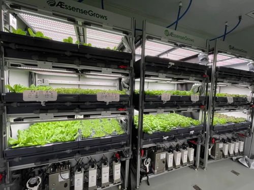 植物工廠生態鏈 一輕科技集團生物科技菜擺上東來順餐桌